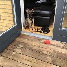 Schæferhund Weedfald Enya