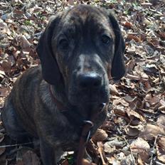 Blanding af racer Bodhi