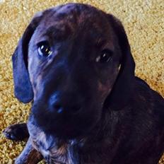 Blanding af racer Bodhi