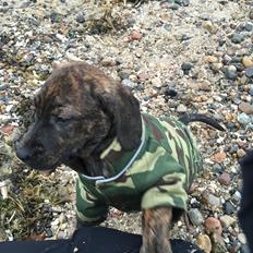 Blanding af racer Bodhi