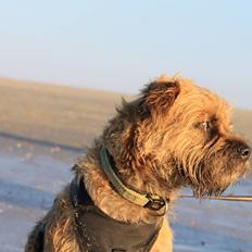 Border terrier Loki 