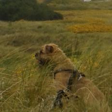 Border terrier Loki 