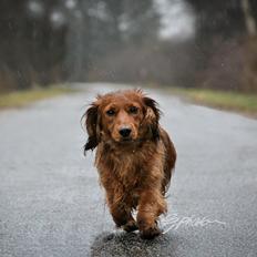 Dværggravhund Elton