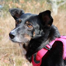 Blanding af racer Nessie