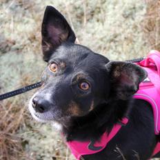 Blanding af racer Nessie