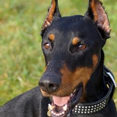 Dobermann Snoopy *Snoobs*