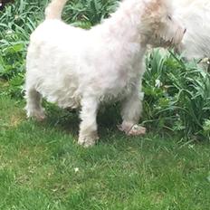 West highland white terrier la gry,s super nova (sally) himmelhund