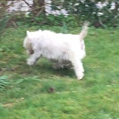 West highland white terrier la gry,s super nova (sally) himmelhund