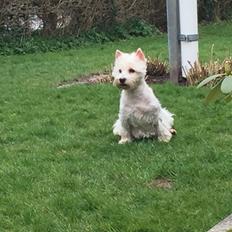West highland white terrier la gry,s super nova (sally) himmelhund