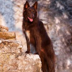 Blanding af racer australsk kelpie/bordercollie HACHI