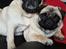 Mops Monirentes Rabiola *kaldes Mopse* - Mor og datter <3