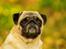 Mops Monirentes Rabiola *kaldes Mopse*