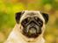 Mops Monirentes Rabiola *kaldes Mopse*