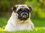 Mops Monirentes Rabiola *kaldes Mopse* - Prinsessen kom i en mopsekalender i England med dette billede <3