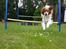Blanding af racer Pluto