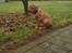 Rhodesian ridgeback Harald