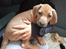 Rhodesian ridgeback Harald