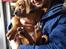 Rhodesian ridgeback Harald