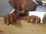 Rhodesian ridgeback Harald