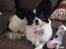 Papillon Berta - Prinsesse Berta 