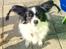 Papillon Berta