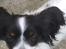 Papillon Berta