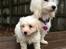 Coton de tulear Casanova