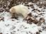 Coton de tulear Casanova