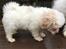 Coton de tulear Casanova