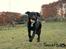 Labrador retriever Enya - 28-01-17