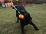 Labrador retriever Enya - 28-01-17