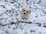 Coton de tulear Casanova