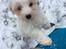 Coton de tulear Casanova