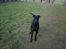 Blanding af racer Xena (hvil i fred <3)