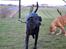 Blanding af racer Xena (hvil i fred <3)
