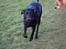 Blanding af racer Xena (hvil i fred <3)