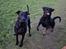 Blanding af racer Xena (hvil i fred <3)