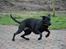 Blanding af racer Xena (hvil i fred <3)