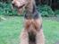 Airedale terrier Shadow Of Aire Love Song