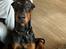 Dobermann Ben 