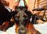 Dobermann Ben 