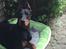 Dobermann Ben 