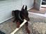 Dobermann Ben 