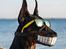 Dobermann Ben 