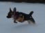 Blanding af racer Ebba (tidligere hund - forældres nu)