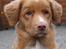 Nova scotia duck tolling retriever Springer Nova's Savanna Of Deye