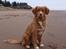 Nova scotia duck tolling retriever Springer Nova's Savanna Of Deye