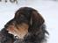 Dværggravhund Pablo (oprindeligt: Aastrupgaard Pax)