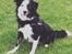 Border collie Tony