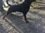 Rottweiler Jason